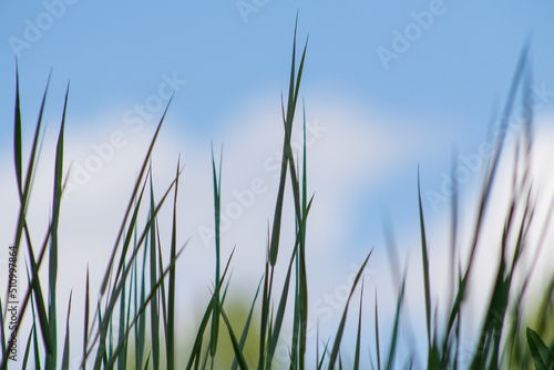 Green grass close-up in the meadow. Low angle view of fresh grass against a blue sky with clouds. The concept of freedom and renewal. © Prikhodko