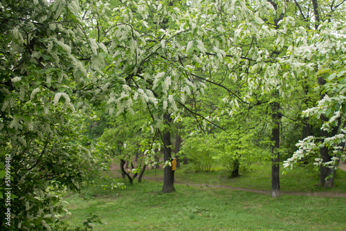 trees in the park
