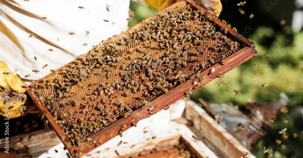 Bees on the honeycomb. Honey cell with bees. Apiculture. Apiary. Wooden beehive and bees. beehive with honey bees, frames of the hive, top view. Soft focus Bees on the honeycomb. Honey cell with bees. Apiculture. Apiary. Wooden beehive and bees. beehive with honey bees, frames of the hive, top view. Soft focus
