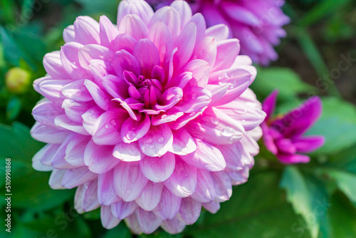 Dahlia flower in bloom, closeup view. Pink blossoming. Flowerbed