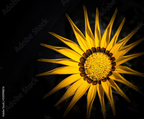 Yellow flower isoleted on dark background. Colorful Gazania linearis flowers.