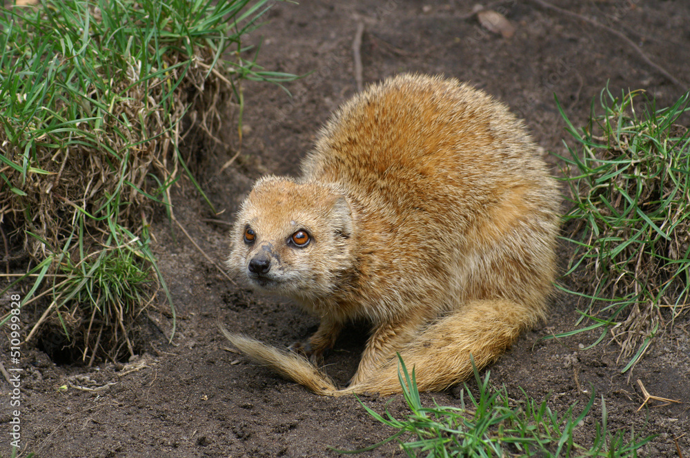 Portrait of an adult Yellow Mongoose on the lookout
Portrait of an adult Yellow Mongoose on the lookout