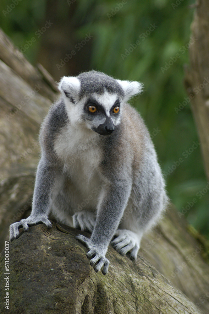 Portrait of a Ring-tailed Lemur on a tree trunk
