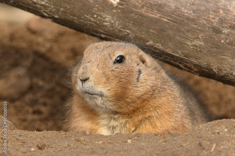 A Black-tailed Prairie Dog emerging from its burrow
A Black-tailed Prairie Dog emerging from its burrow