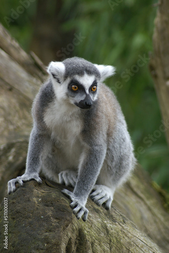 Portrait of a Ring-tailed Lemur on a tree trunk 