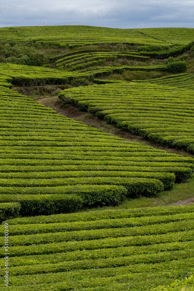 Kayu Aro Garden is the tallest tea garden in the world. with the best