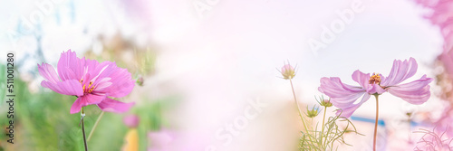 Floral landscape background with pink large cosmea flowers on a green blurred background. Close-up, selective soft focus. copy space. photo