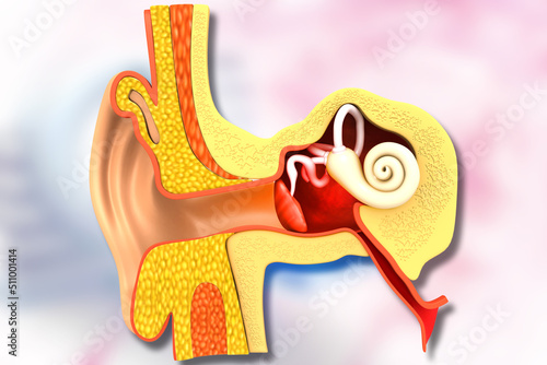Human ear cross section anatomy. 3d illustration. photo