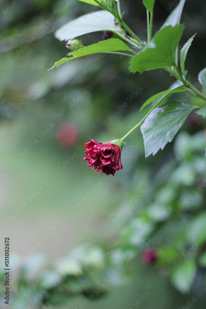 Red rose blooming in the garden, blooming red flower Red rose blooming in the garden, blooming red flower