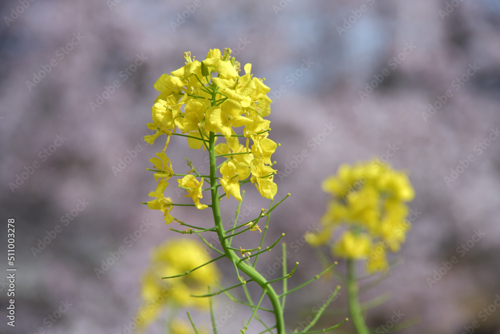 菜の花