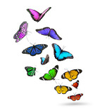 Many beautiful flying colorful butterflies on white background
