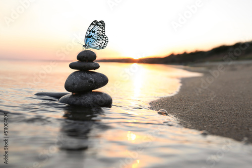 Beautiful butterfly and stones on sandy beach near sea at sunset. Zen concept