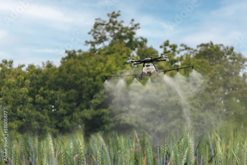 Drone spray pesticide in wheat field