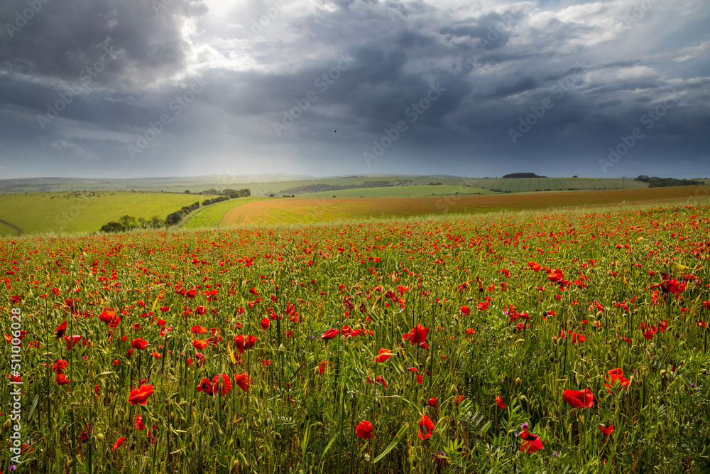 June Poppy fields during stormy conditions along Ditchling road Brighton south east England UK