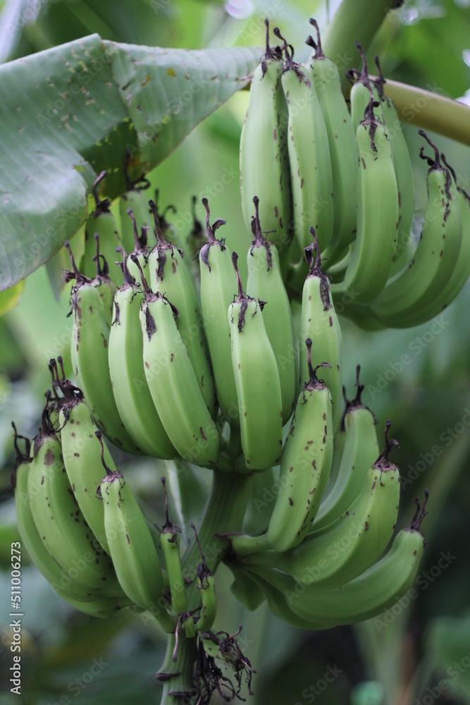 A bunch of bananas hanging on tree, closeup shot of unripe green bananas on banana garden