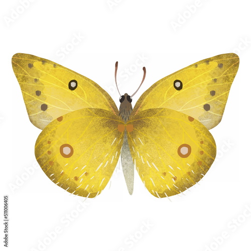 Lovely yellow butterfly with colorful wings and antennae isolated on white background. Pretty flying moth top view. Gorgeous exotic spring insect. Colored flat textured realistic illustration © TaninoPic