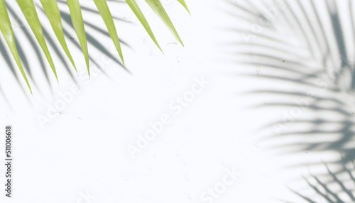 3d render green leaf with shadow on white background