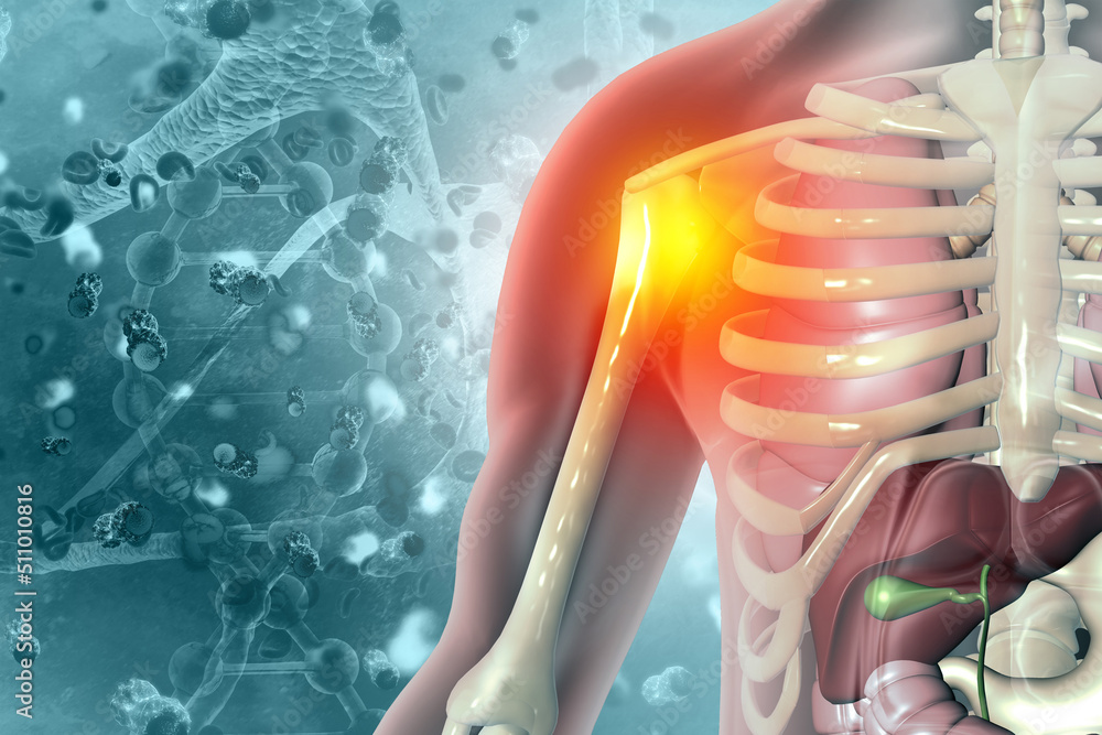 Human shoulder joint pain, shoulder ligament tendinitis, shoulder