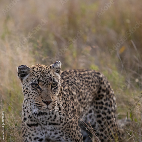 Old leopardess in tall grass © Jurgens