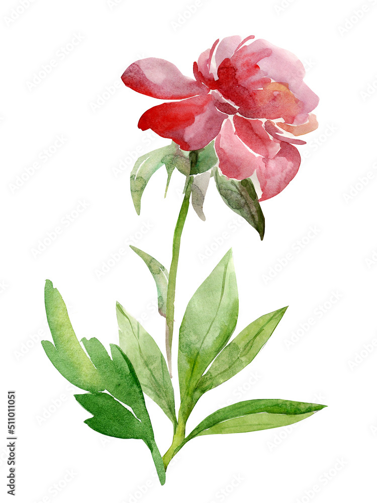 Peonies   pattern,flowers watercolor illustration.Image on white and colored background.