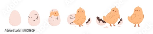 Chicken hatching from egg stages, breaking shell. Cute yellow chick cracking eggshell. Birth, growth process of little lovely feathered baby bird. Flat vector illustration isolated on white background