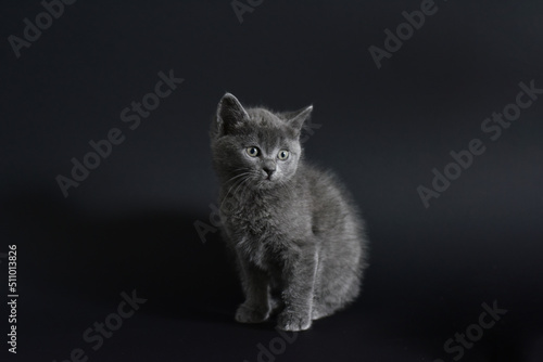 Fotografi Beautiful little blue Russian kittens