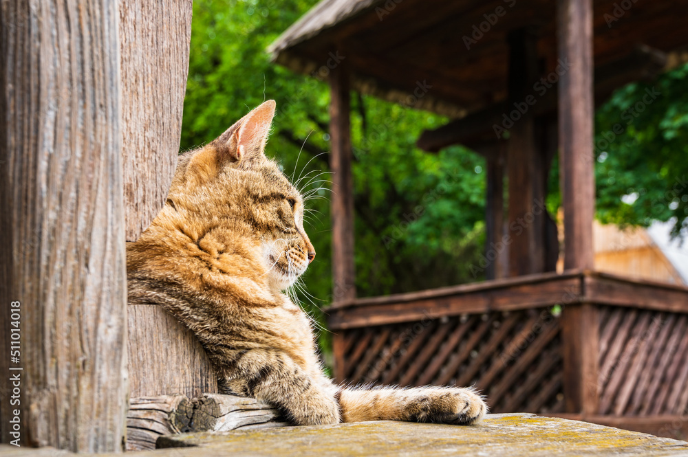 Getigerte Katze ruht sich auf einer Holzbank aus - Katzenporträt im Seitenprofil