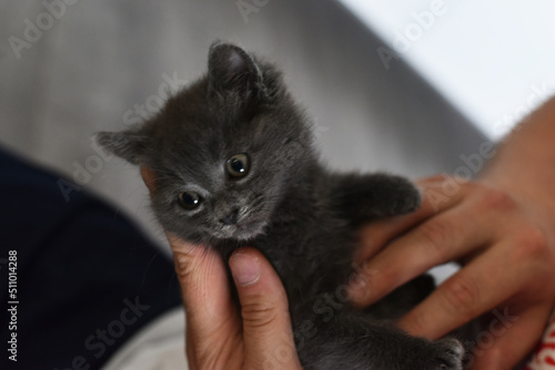 Beautiful little blue Russian kittens