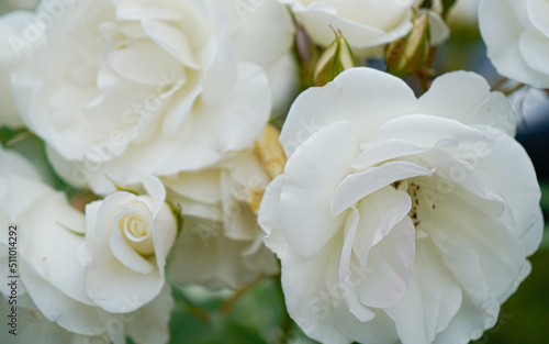White roses, macro photography, wedding in summer