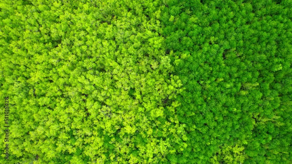 Aerial view over beautiful mangrove jungle at Bangkaew, Samut Songkhram, Thailand. Mangrove landscape. relaxing and scenic environment. 4k Drone Footage.
Aerial view over beautiful mangrove jungle at Bangkaew, Samut Songkhram, Thailand. Mangrove landscape. relaxing and scenic environment. 4k Drone Footage.