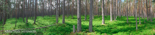 Panorama of the summer forest. Forest landscape during the day. Coniferous undergrowth and blueberry bushes.