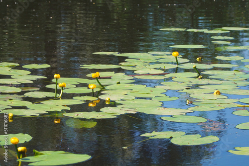 Thickets and flowers of yellow water lily in the pond. Beautiful water yellow lily flowers. Nuphar lutea photo