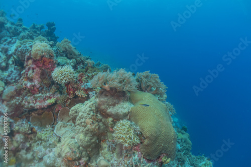 Coral reef and water plants at the Tubbataha Reefs, Philippines 