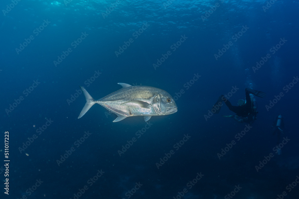 Fototapeta premium Fish swim at the Tubbataha Reefs Natural Park Philippines 