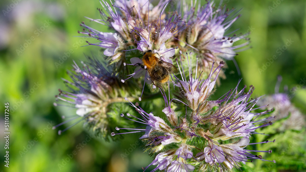 Bourdon sur une fleur mélifère, la phacélie Bourdon sur une fleur mélifère, la phacélie