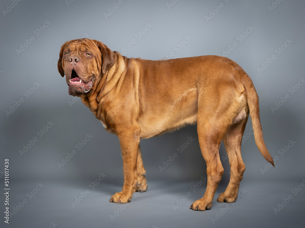 Dogue de Bordeaux standing in a photo studio Dogue de Bordeaux standing in a photo studio