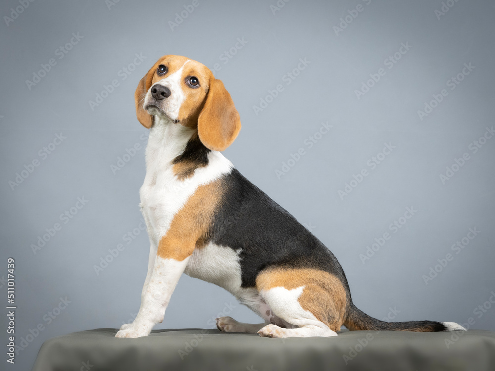 Beagle sitting in a photography studio