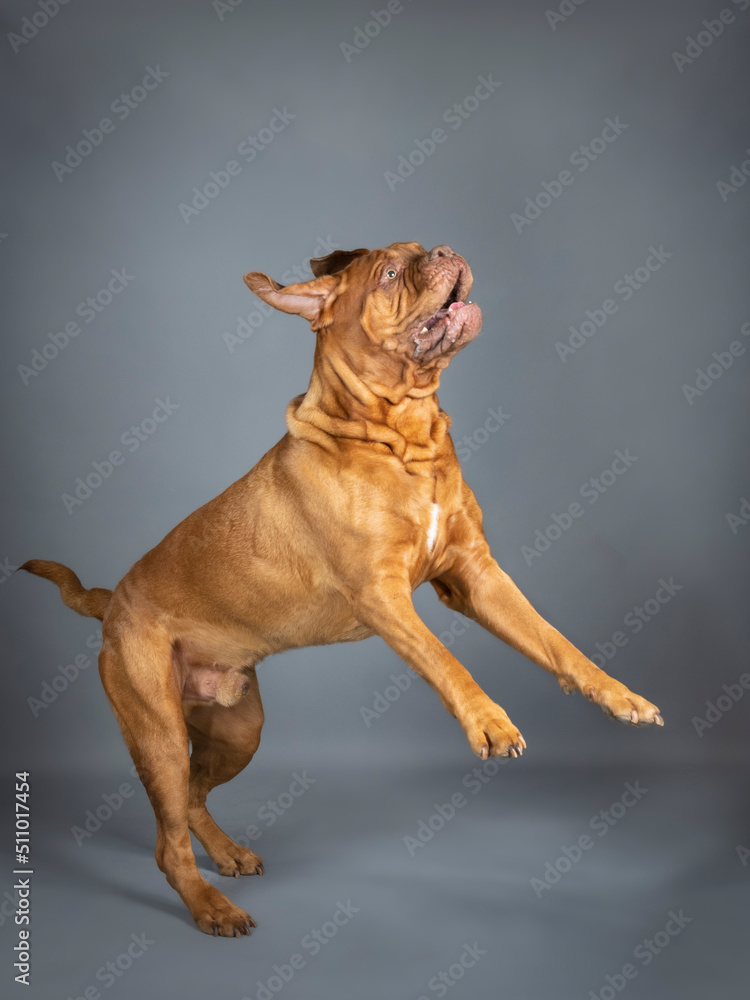 Obraz premium Dogue de Bordeaux jumping in a photo studio