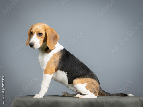 Beagle sitting in a photography studio