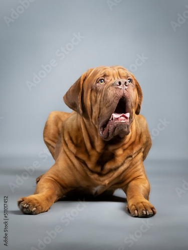 Dogue de Bordeaux lying in a photo studio