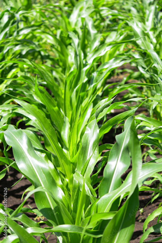 green corn background green corn background