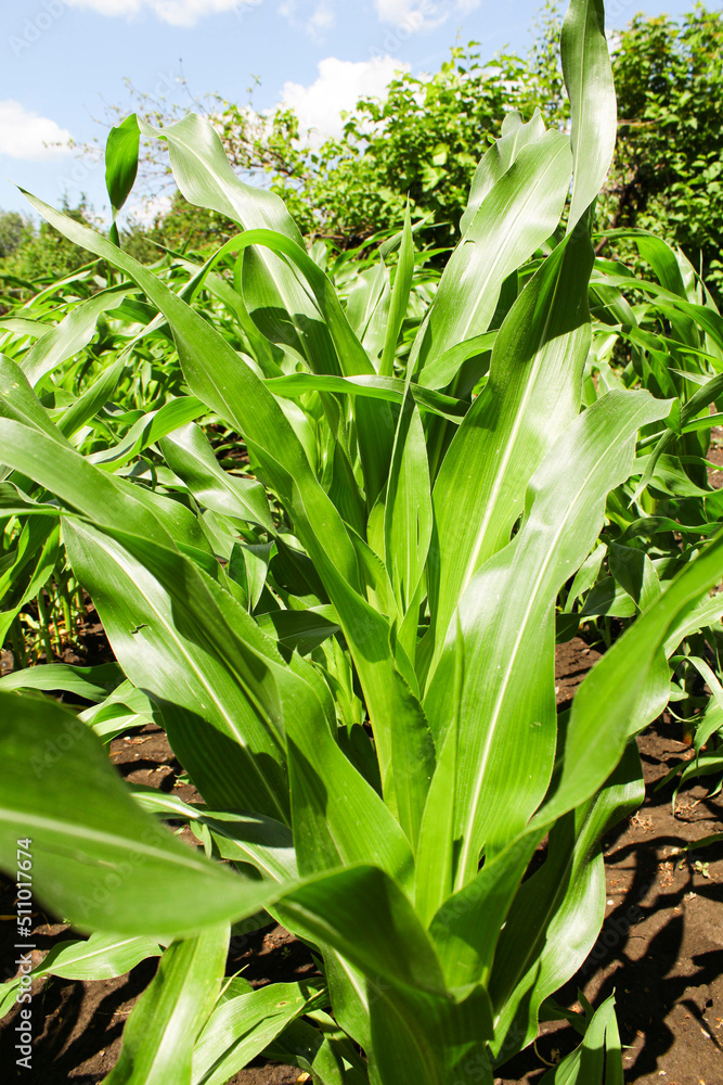 Obraz premium green field corn