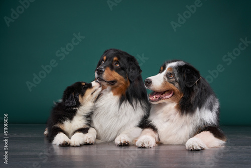 Photography family of dogs together