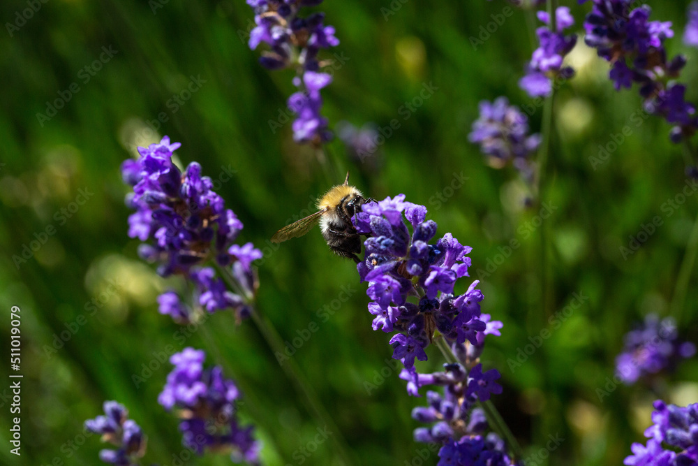 Bourdon sur une fleur lavande, en pleine après midi Bourdon sur une fleur lavande, en pleine après midi