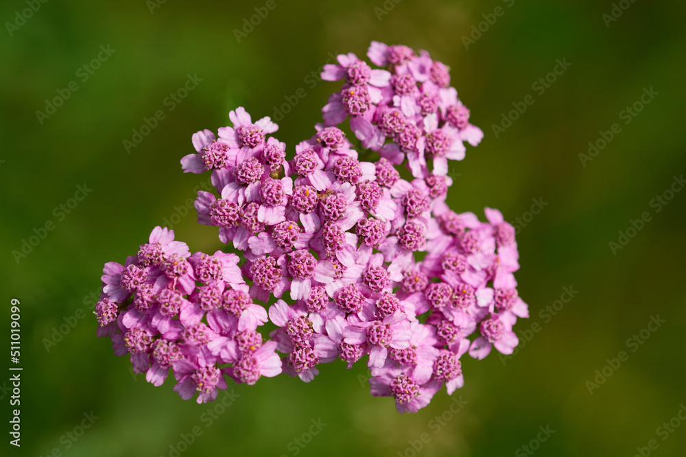 Schafgarbe (Achillea millefolium L.)
Schafgarbe (Achillea millefolium L.)
