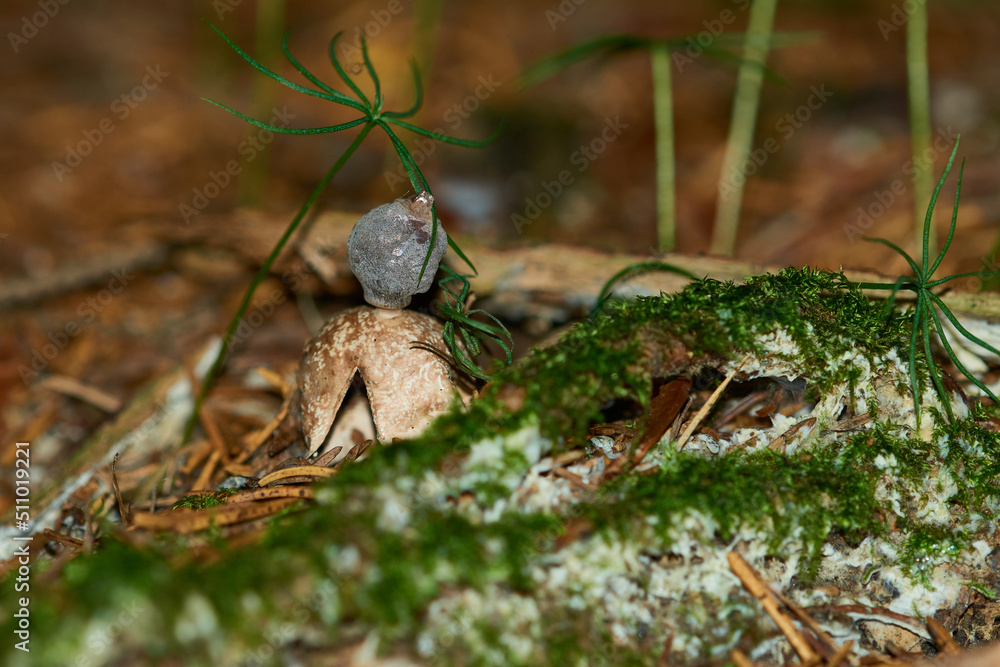 Kleiner Nesterdstern (Geastrum quadrifidum) Kleiner Nesterdstern (Geastrum quadrifidum)