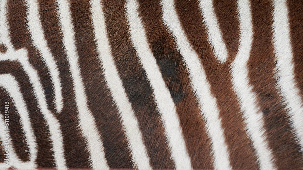 zebra skin texture zebra skin texture