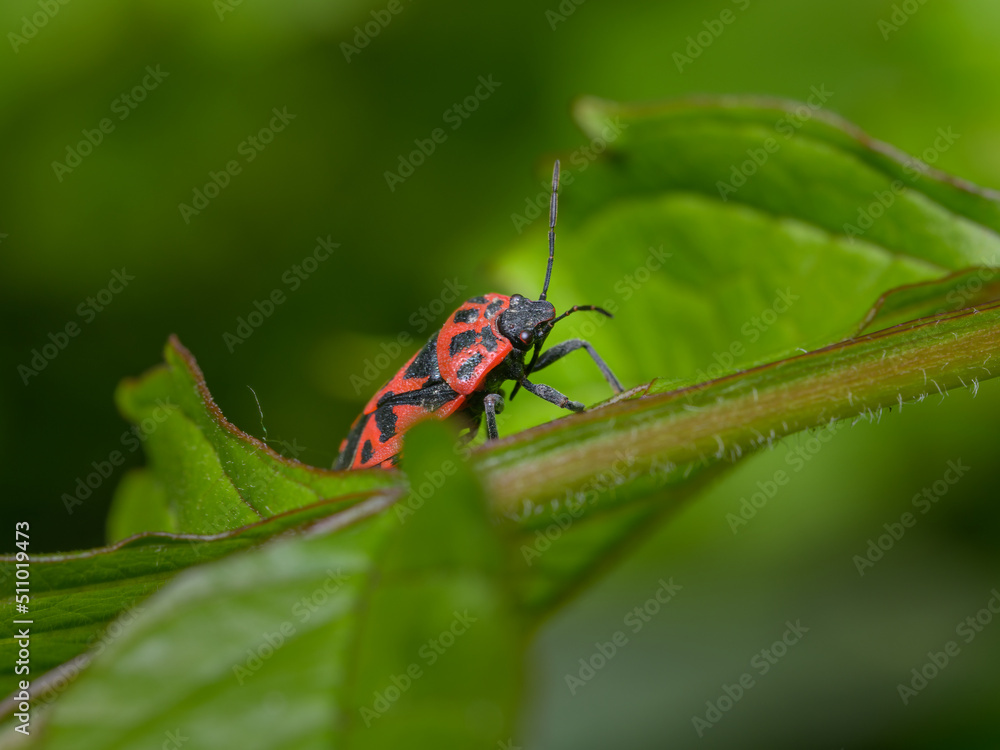 A black red cabbage bug sitting on a leaf A black red cabbage bug sitting on a leaf