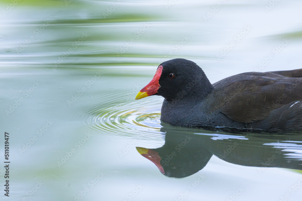 An adult common moorhen swimming in pond An adult common moorhen swimming in pond