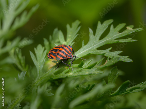 A Striped bug sitting on a green leaf